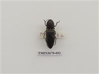 藏品(叩頭蟲(1))的圖片